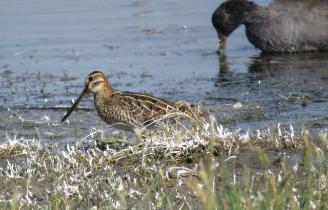 Wilson's Snipe - Michelle Hamilton