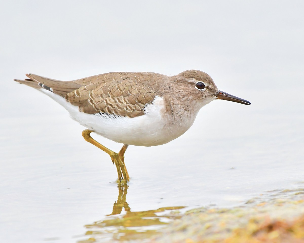 Spotted Sandpiper - ML69057051