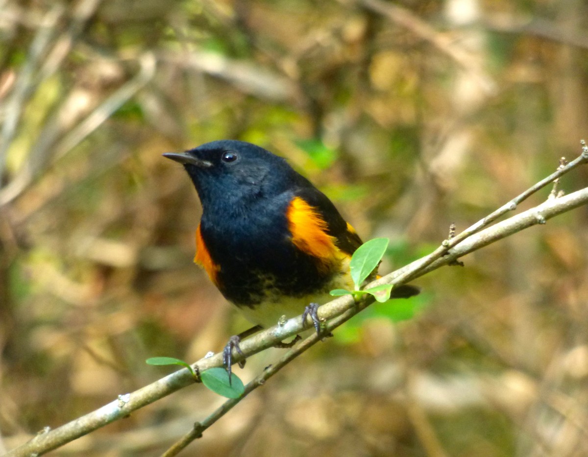 American Redstart - ML69057121