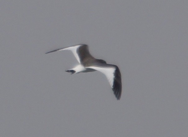 Sabine's Gull - ML69057941