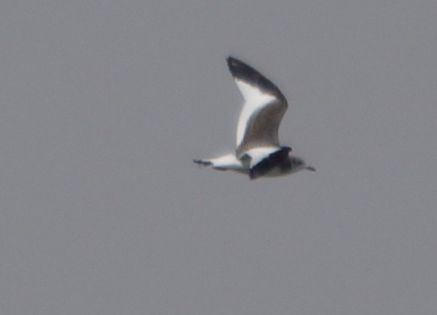 Sabine's Gull - ML69057951