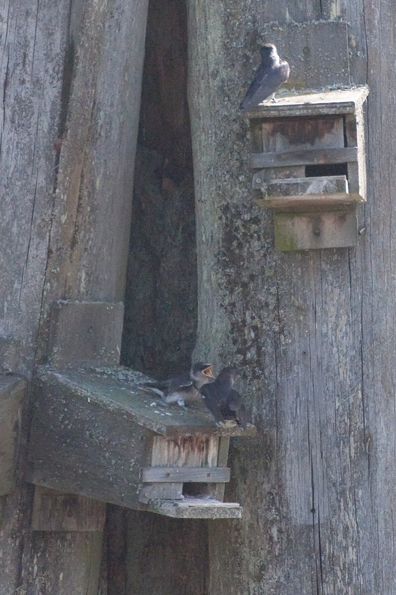 Purple Martin - ML69059601