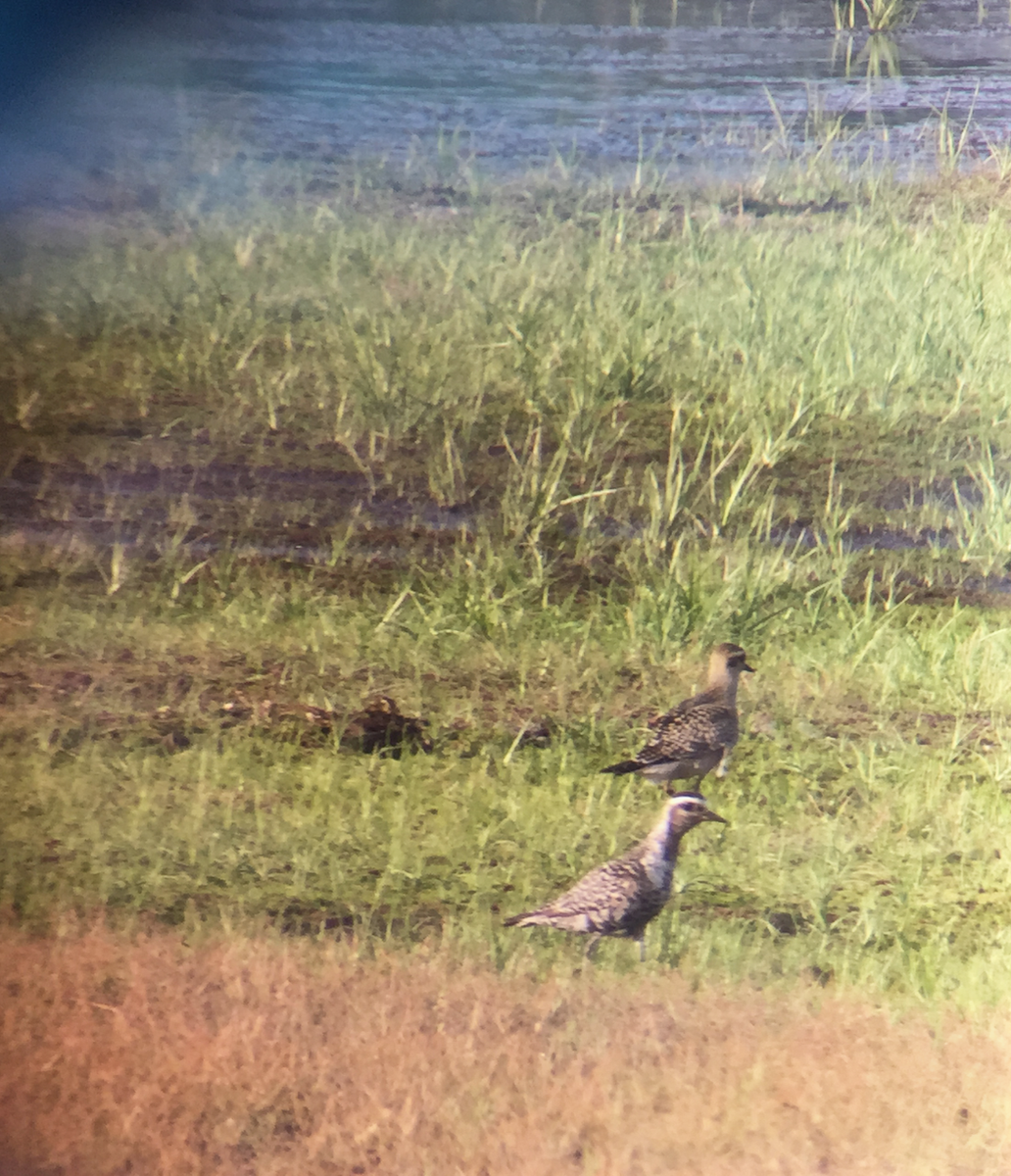 American Golden-Plover - Victoria  Sindlinger