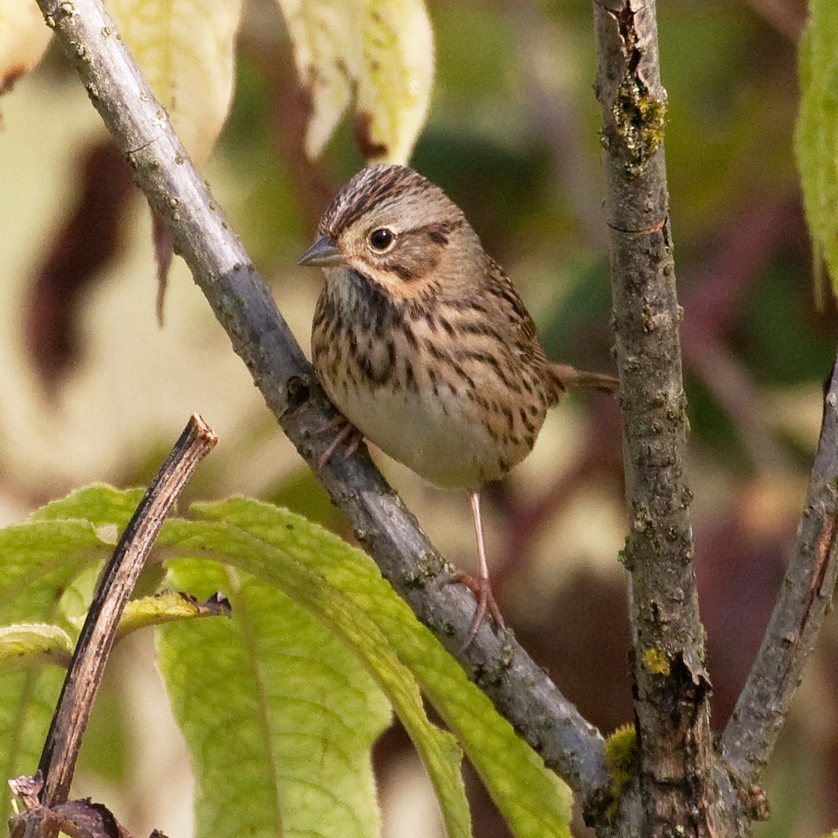 Lincoln's Sparrow - Colin Clasen