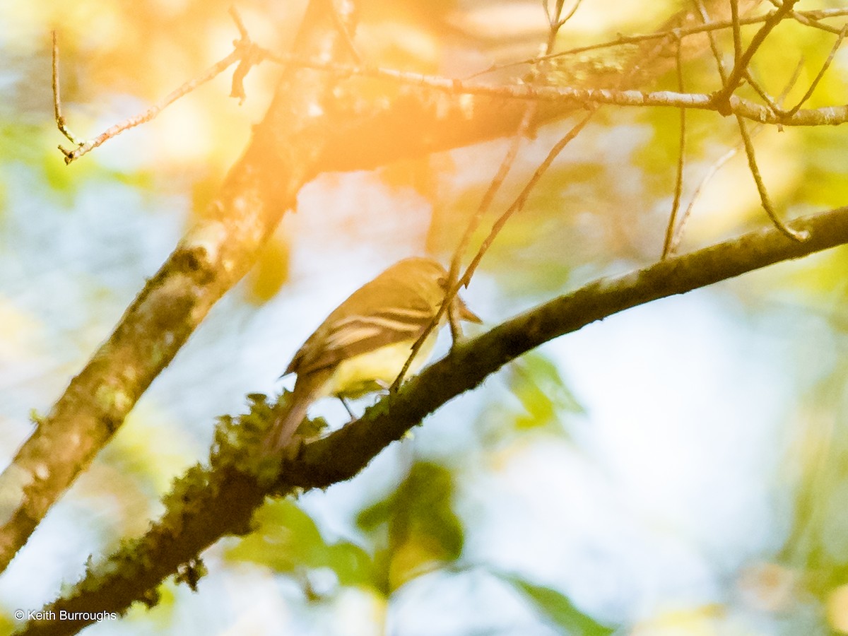 Acadian Flycatcher - ML69061141