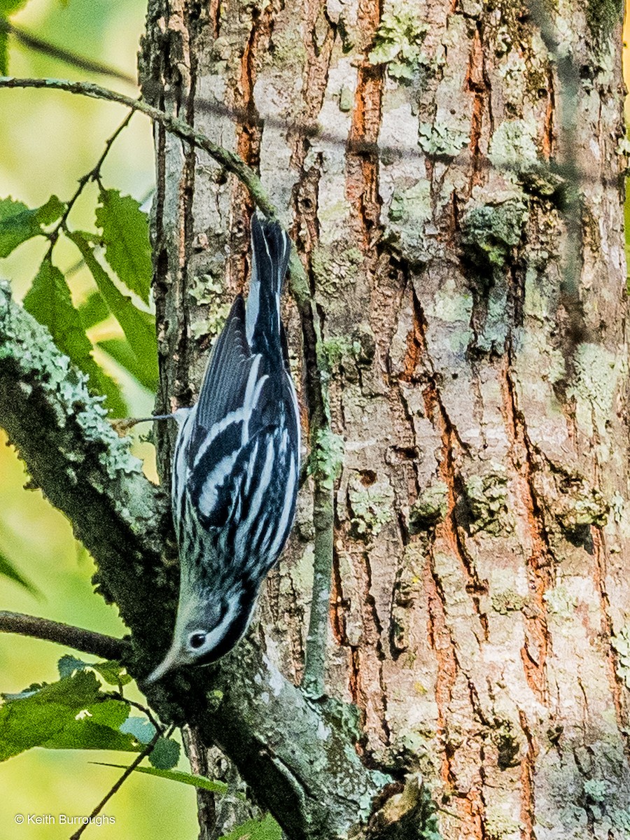 Black-and-white Warbler - ML69061301