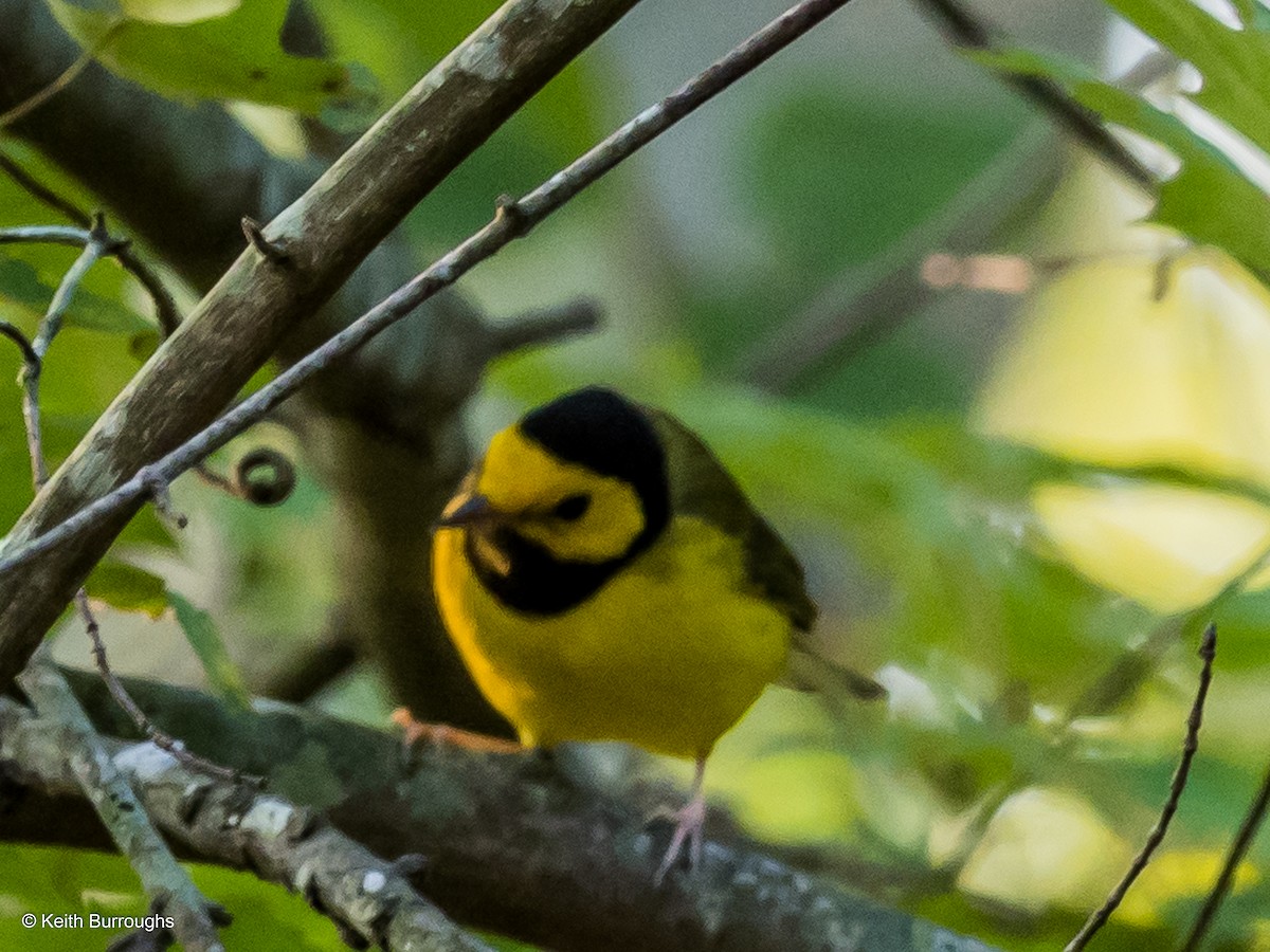 Hooded Warbler - SK Burroughs