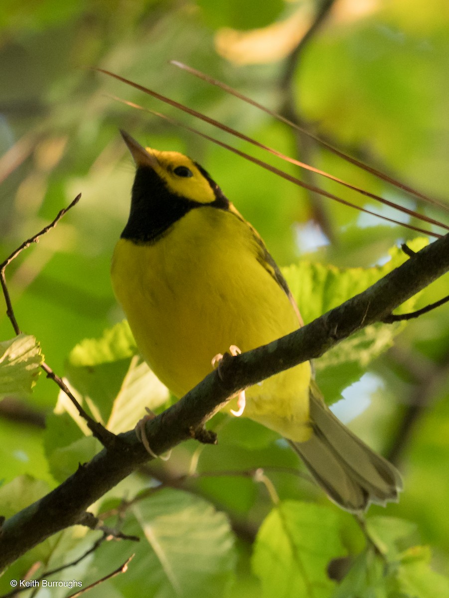 Hooded Warbler - ML69061321