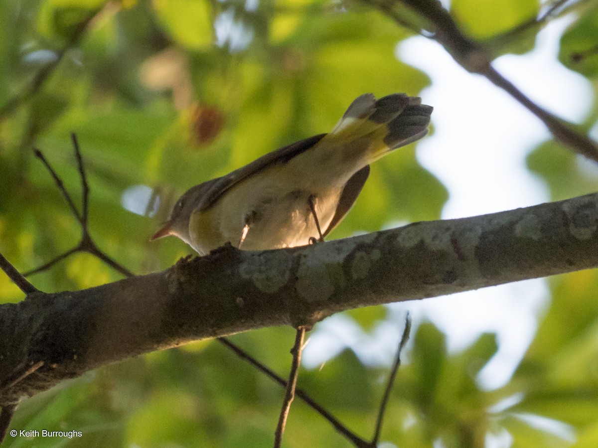 American Redstart - ML69061331