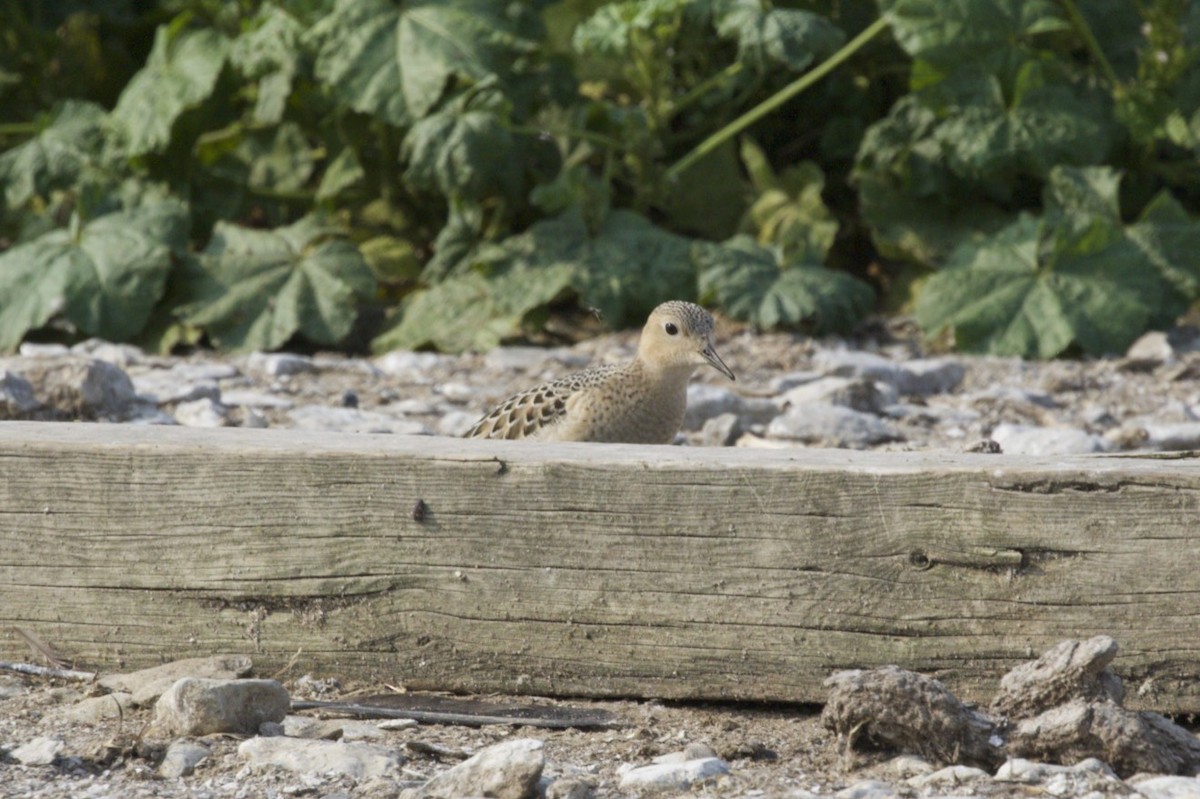 Buff-breasted Sandpiper - Michelle Martin