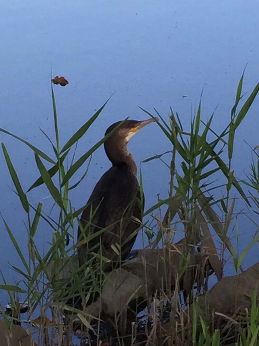 Great Cormorant - ML69066331