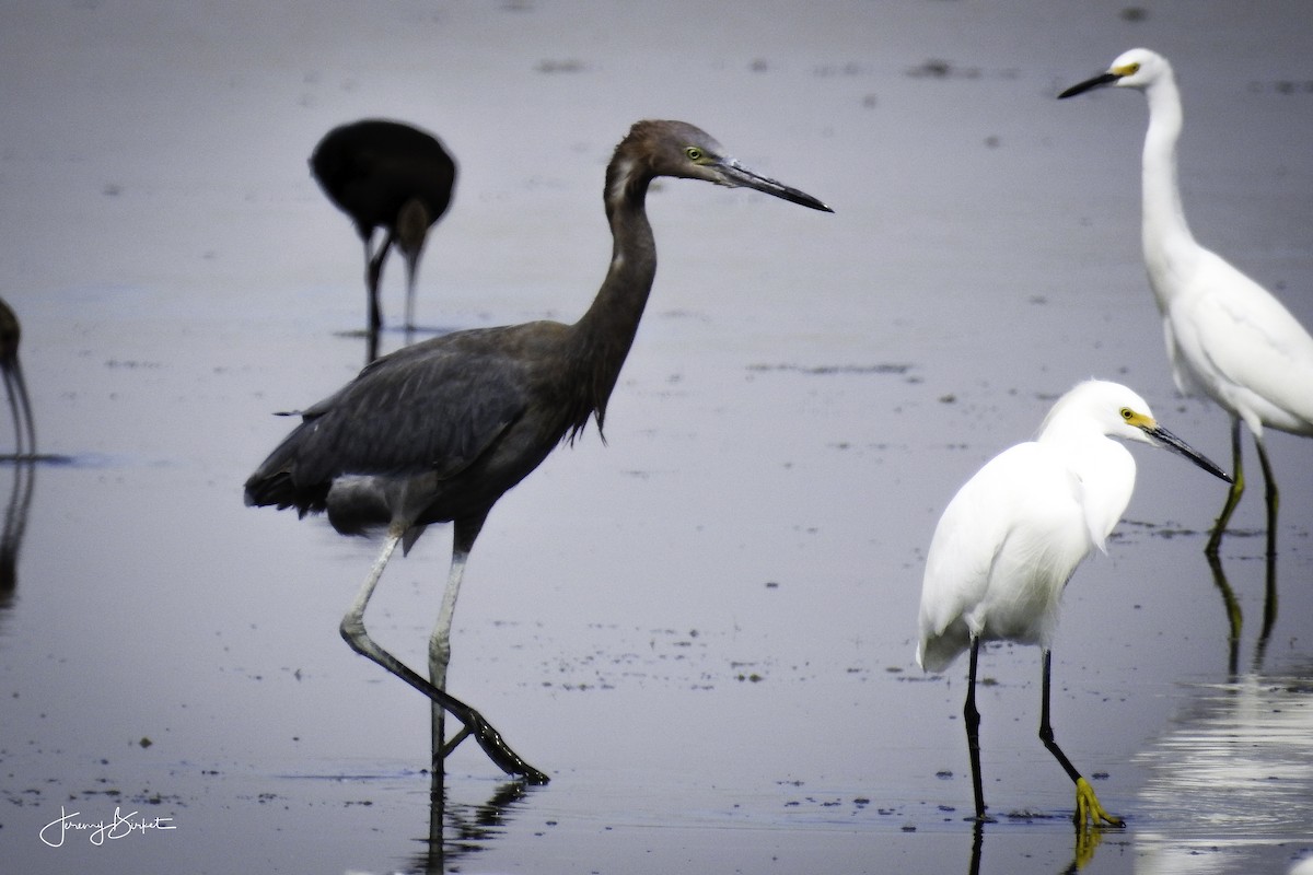 Reddish Egret - ML69068201