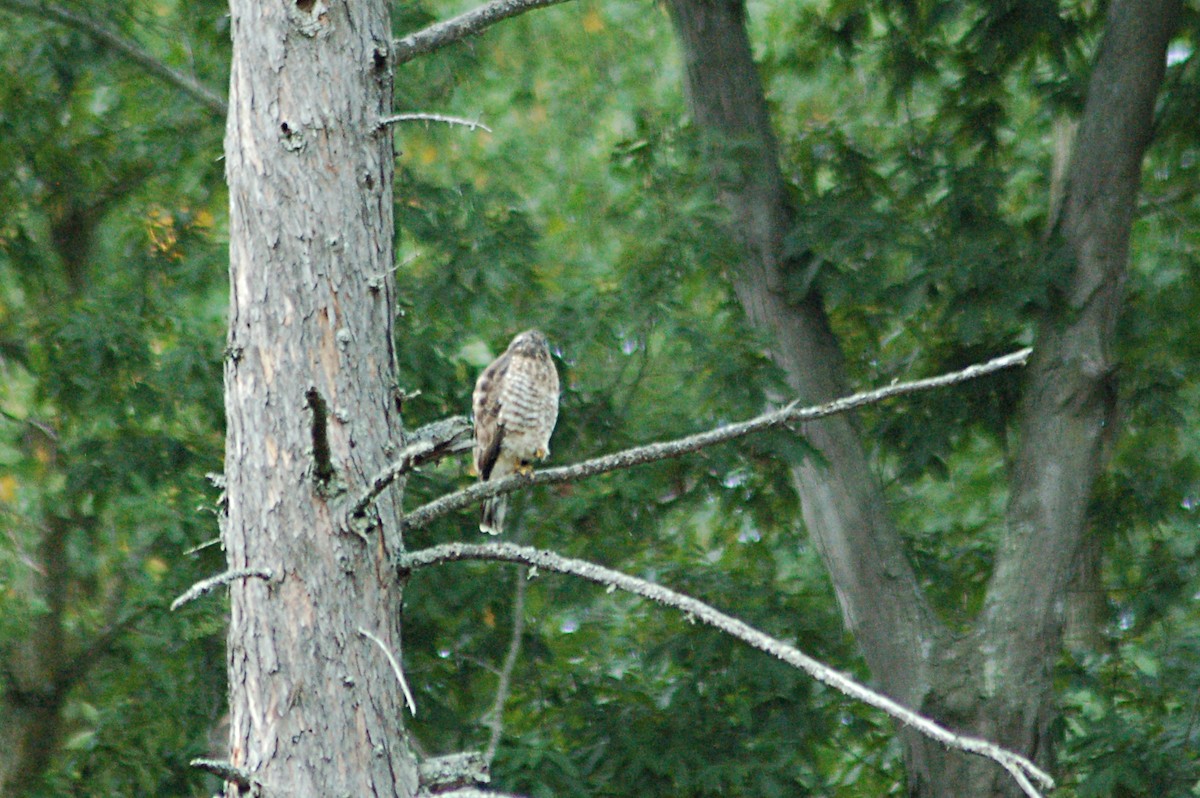 Broad-winged Hawk - ML69068641