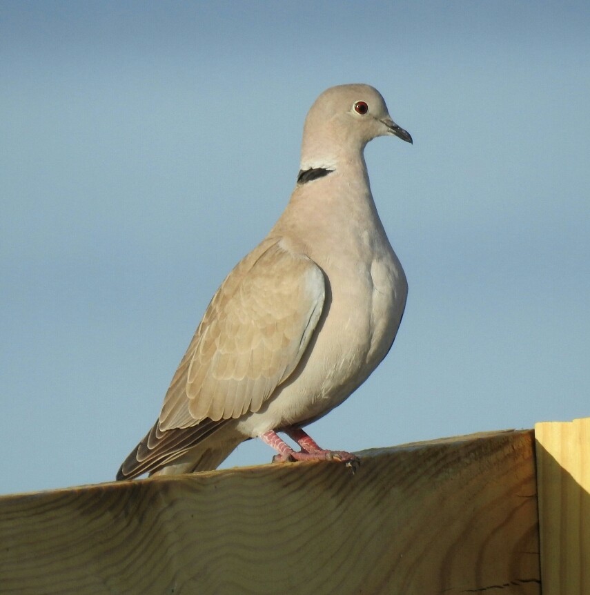 Eurasian Collared-Dove - deborah grimes