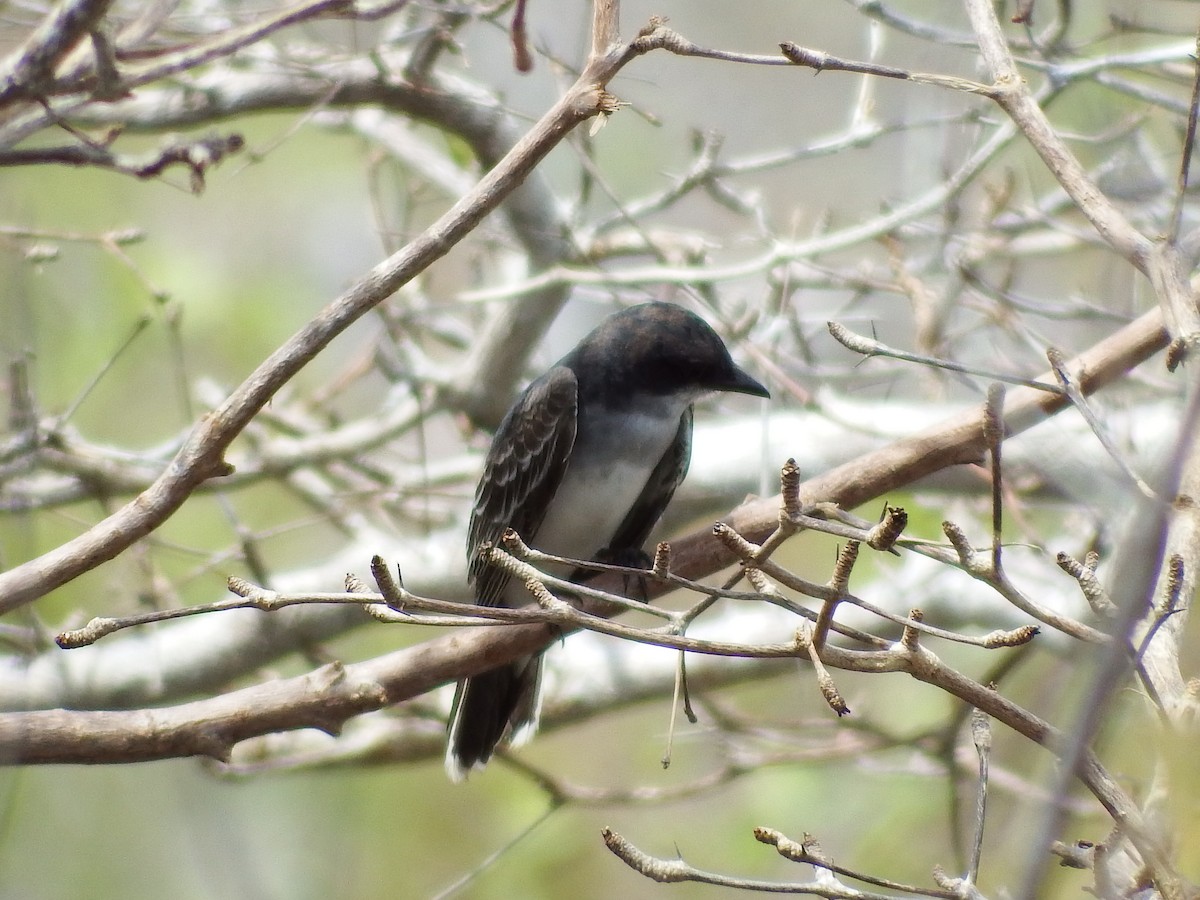 Eastern Kingbird - ML69070271