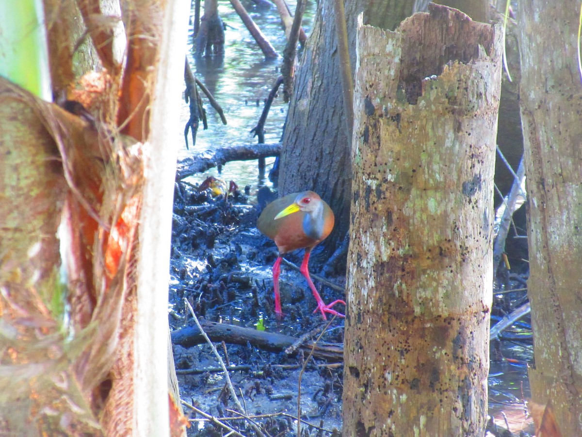 Russet-naped Wood-Rail - ML69070461