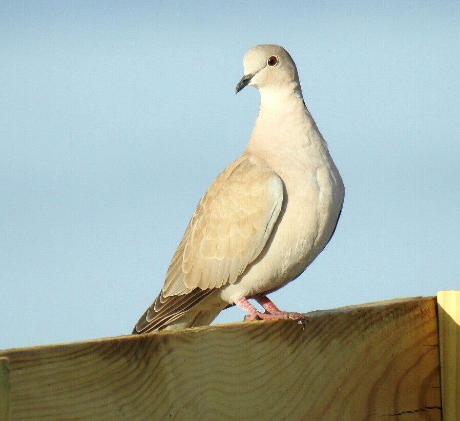 Eurasian Collared-Dove - deborah grimes