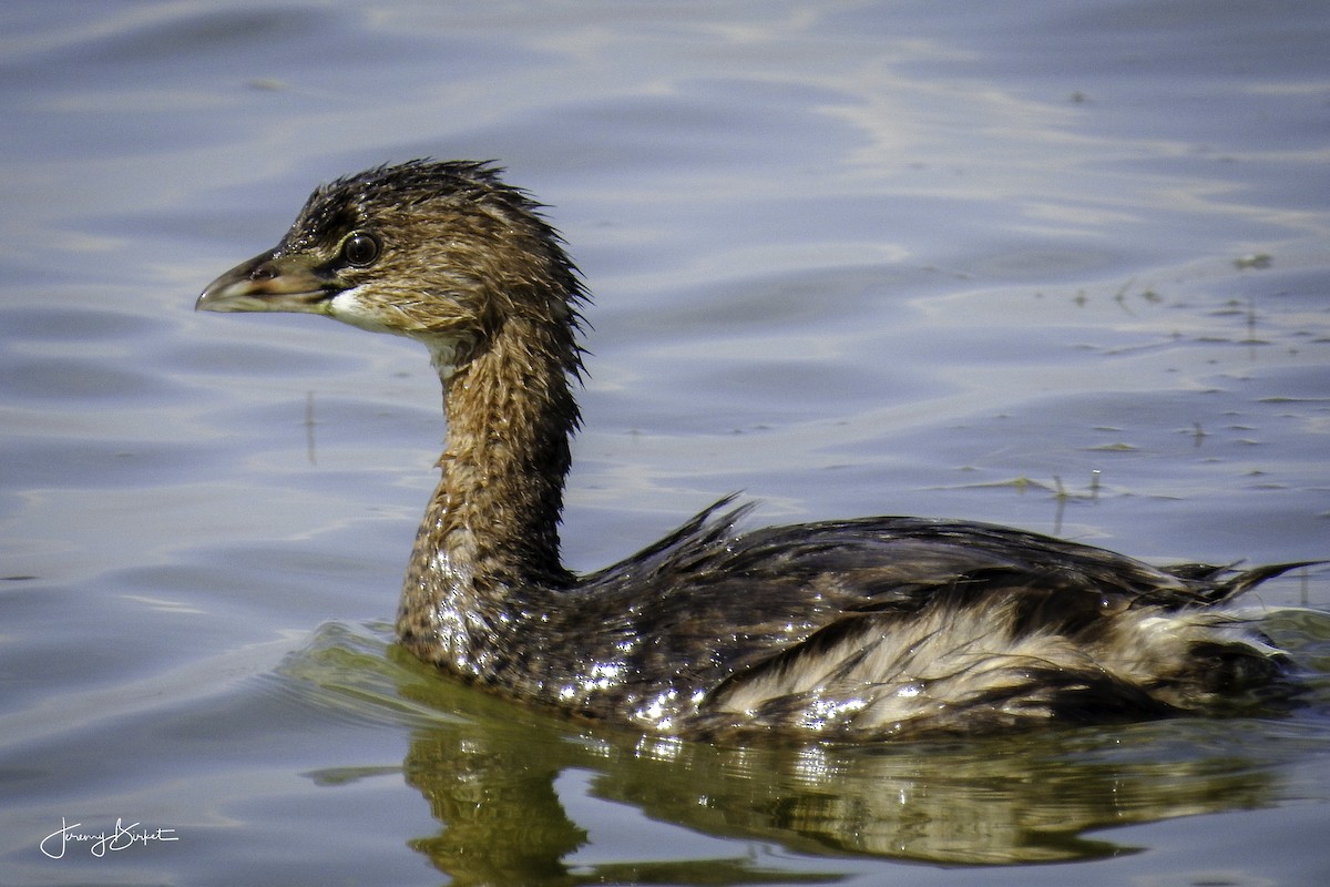 Pied-billed Grebe - ML69071621