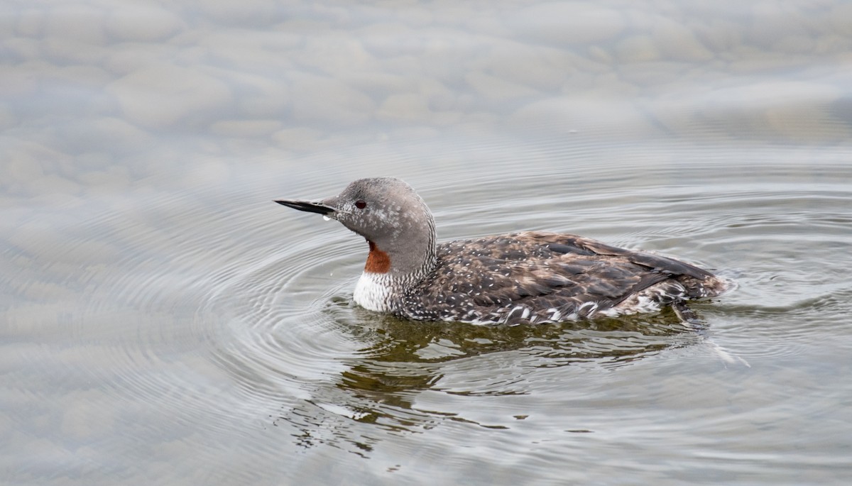 Red-throated Loon - Simon Boivin
