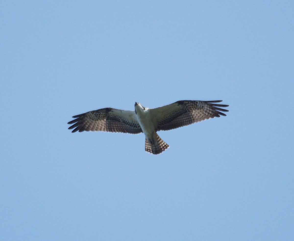 Águila Pescadora - ML69072611