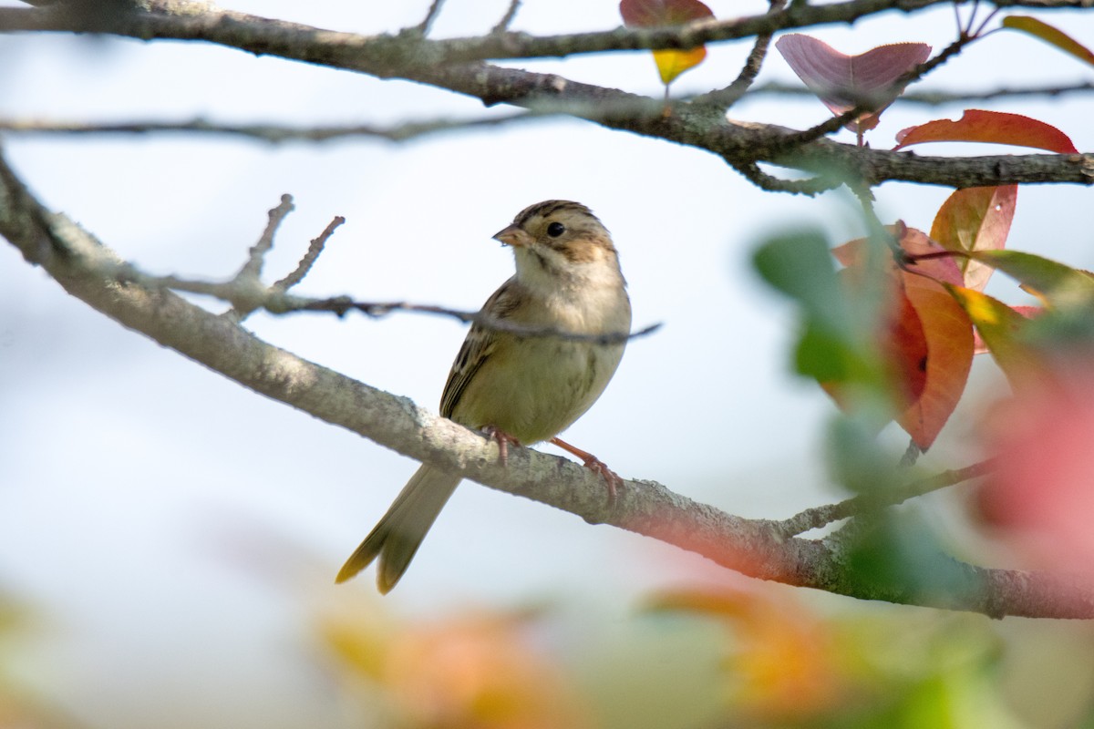 Clay-colored Sparrow - jessica hills