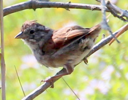 Swamp Sparrow - ML69073541