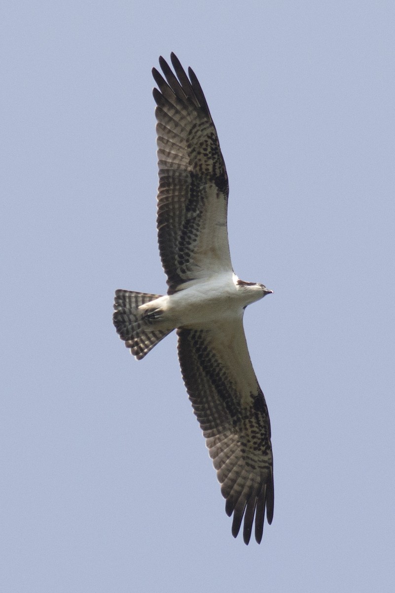 Águila Pescadora - ML69074261