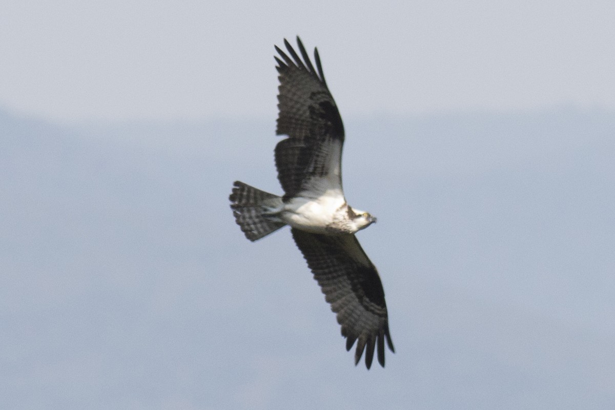 Osprey - David Brown