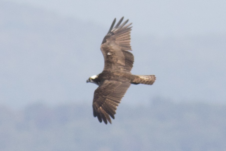 Águila Pescadora - ML69074421