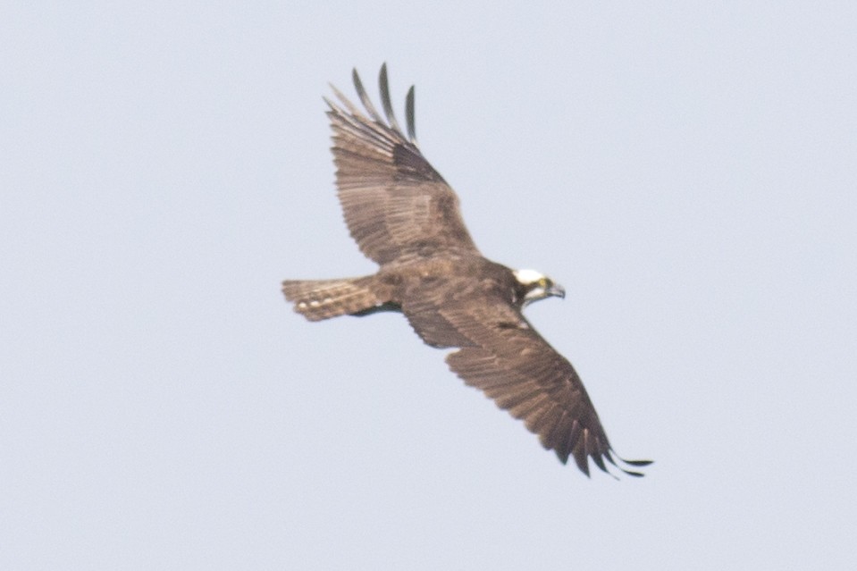 Águila Pescadora - ML69074431