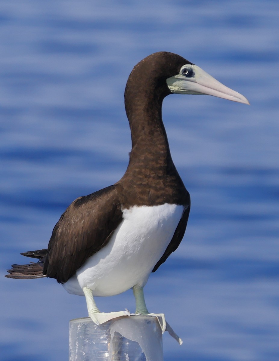 Brown Booby - Roger Horn