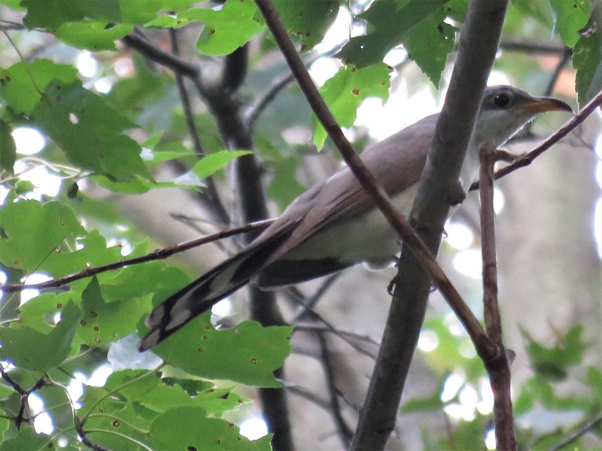 Yellow-billed Cuckoo - JamEs ParRis