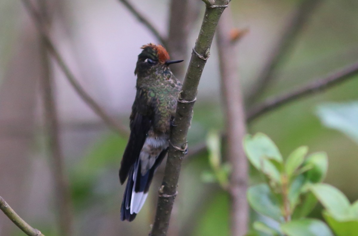 Colibrí de Herrán - ML69076931