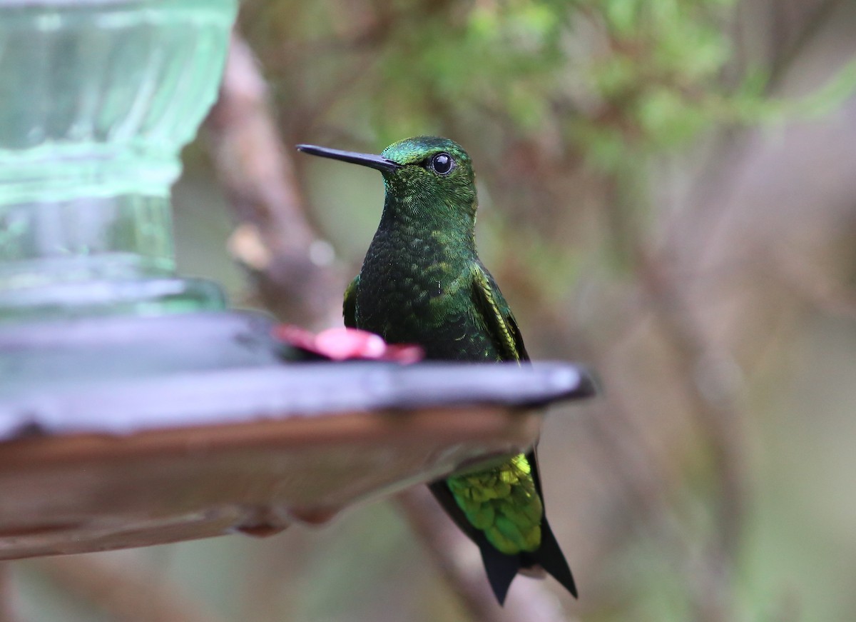 Black-thighed Puffleg - ML69077101