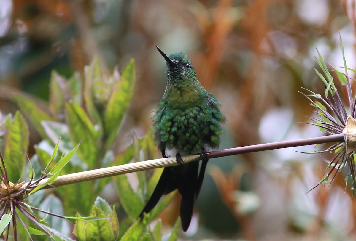 Golden-breasted Puffleg - ML69077141