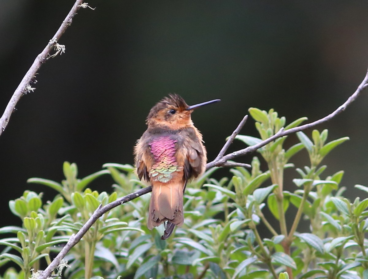 Colibrí Cobrizo - ML69077201