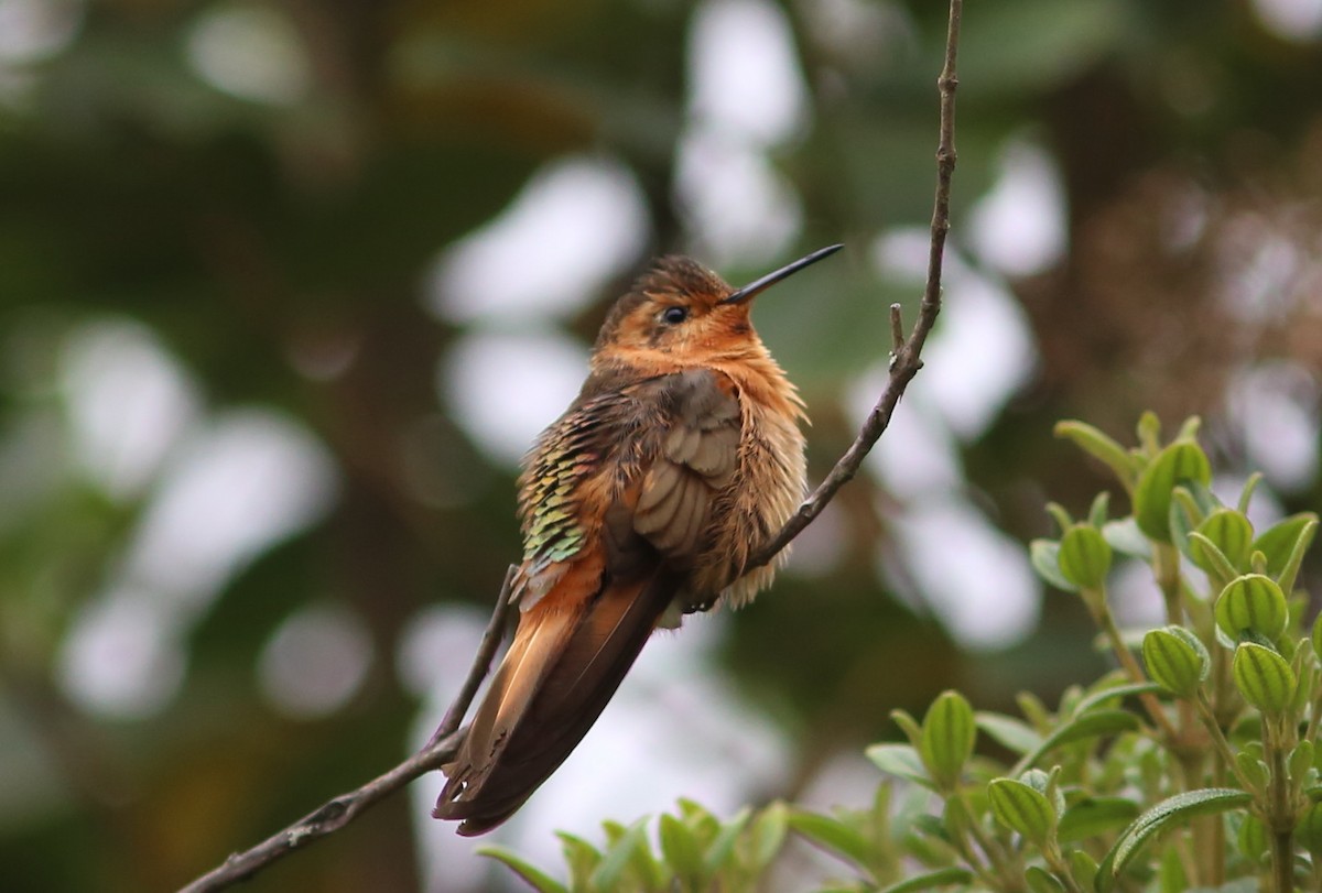 Colibrí Cobrizo - ML69077231