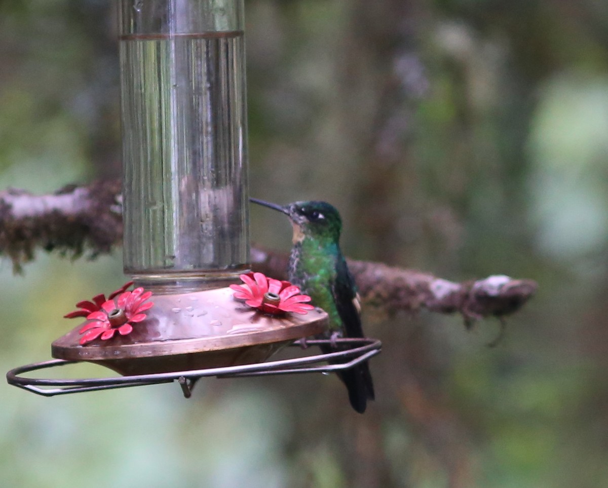 Buff-winged Starfrontlet - ML69077291