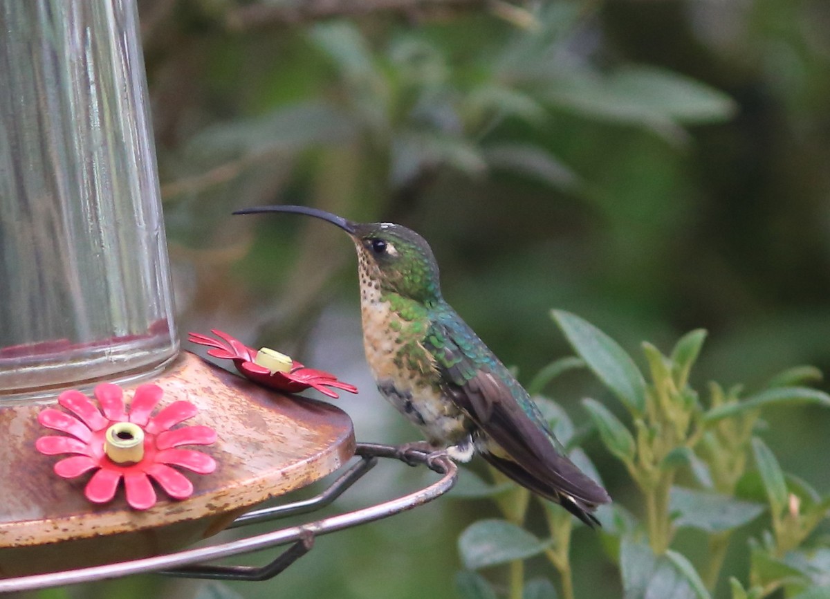 Colibri de Lafresnaye - ML69077321