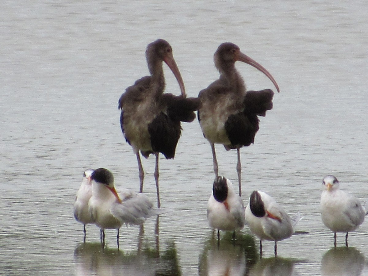 White Ibis - ML69077421