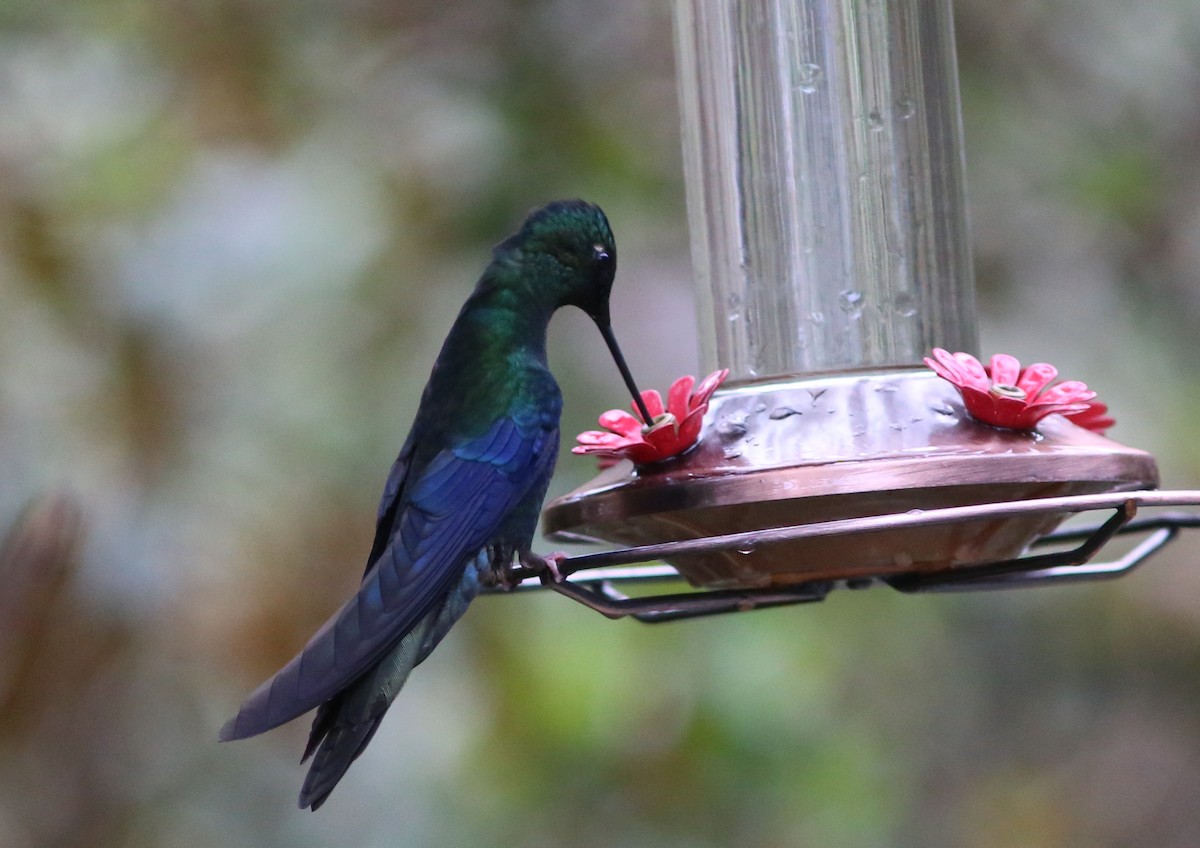 Colibri à ailes saphir - ML69077561