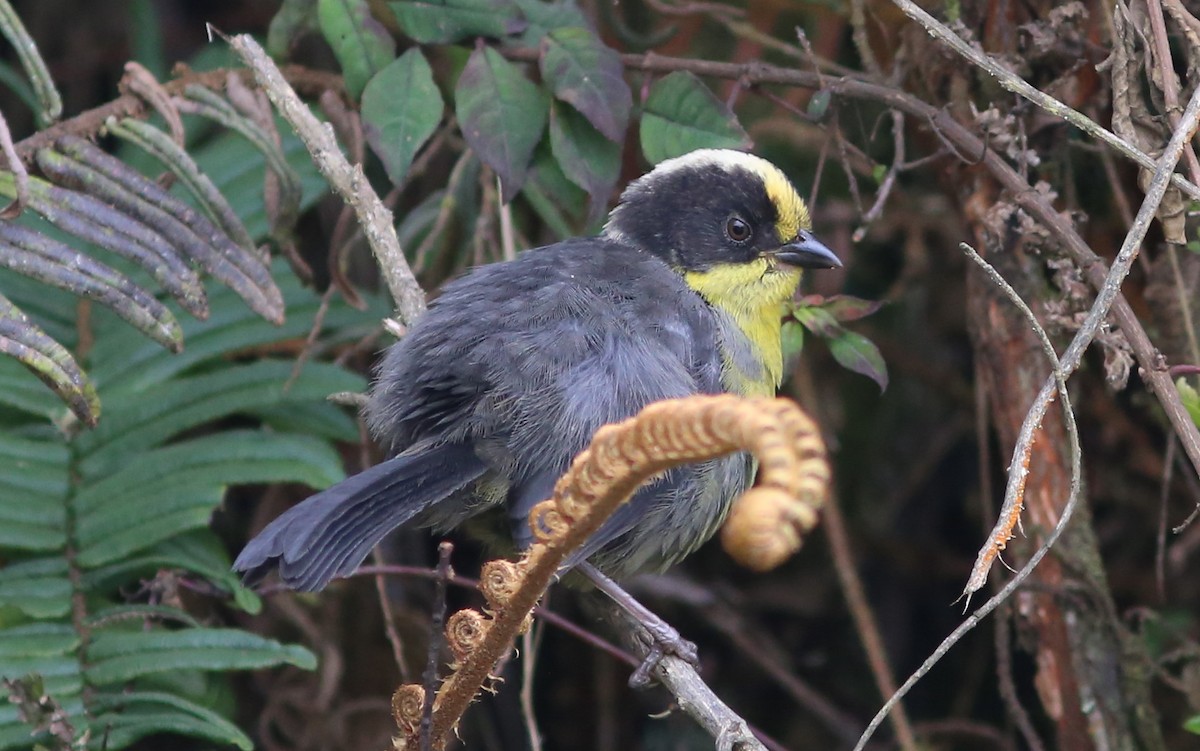 Pale-naped Brushfinch - ML69077581