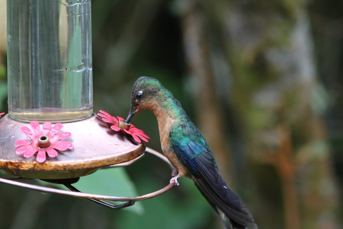 Colibri à ailes saphir - ML69077631