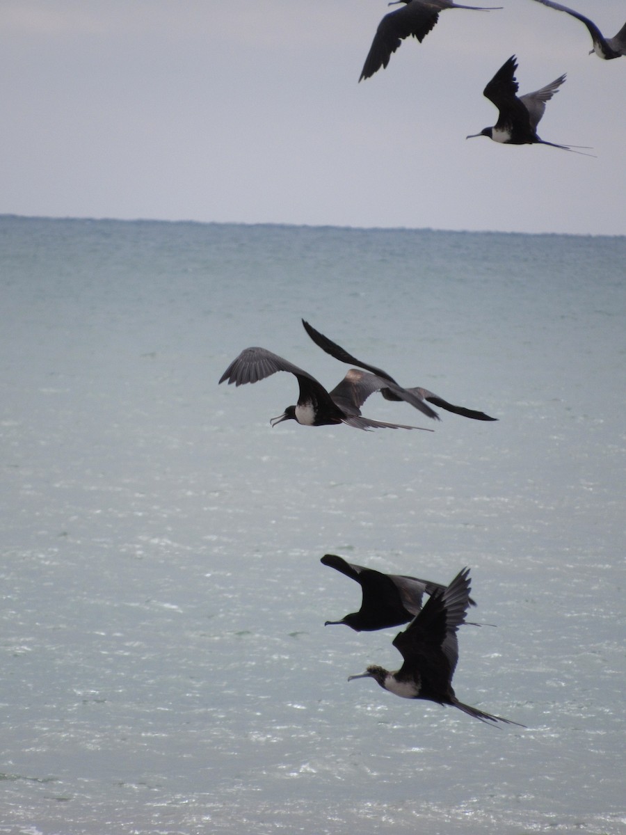 Magnificent Frigatebird - ML69077791