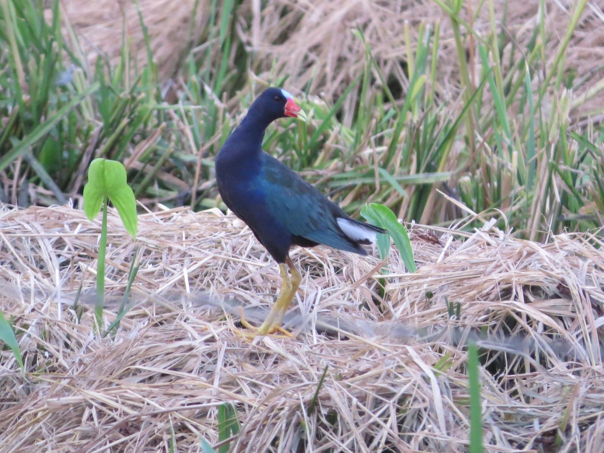 Purple Gallinule - ML69079491