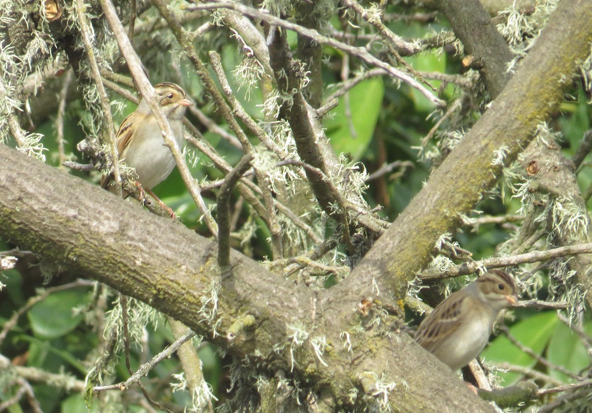 Clay-colored Sparrow - ML69080721