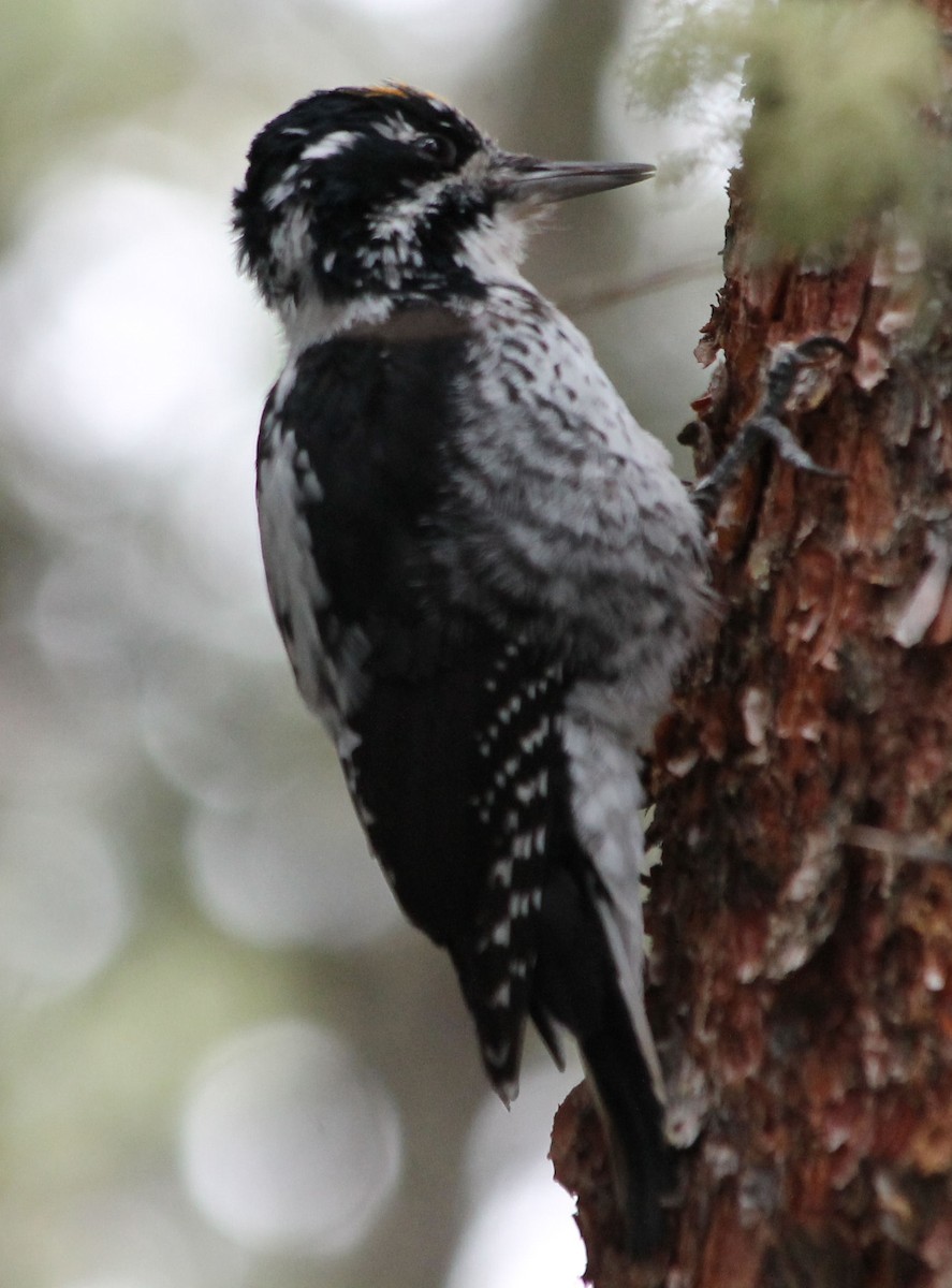 American Three-toed Woodpecker - ML69081691