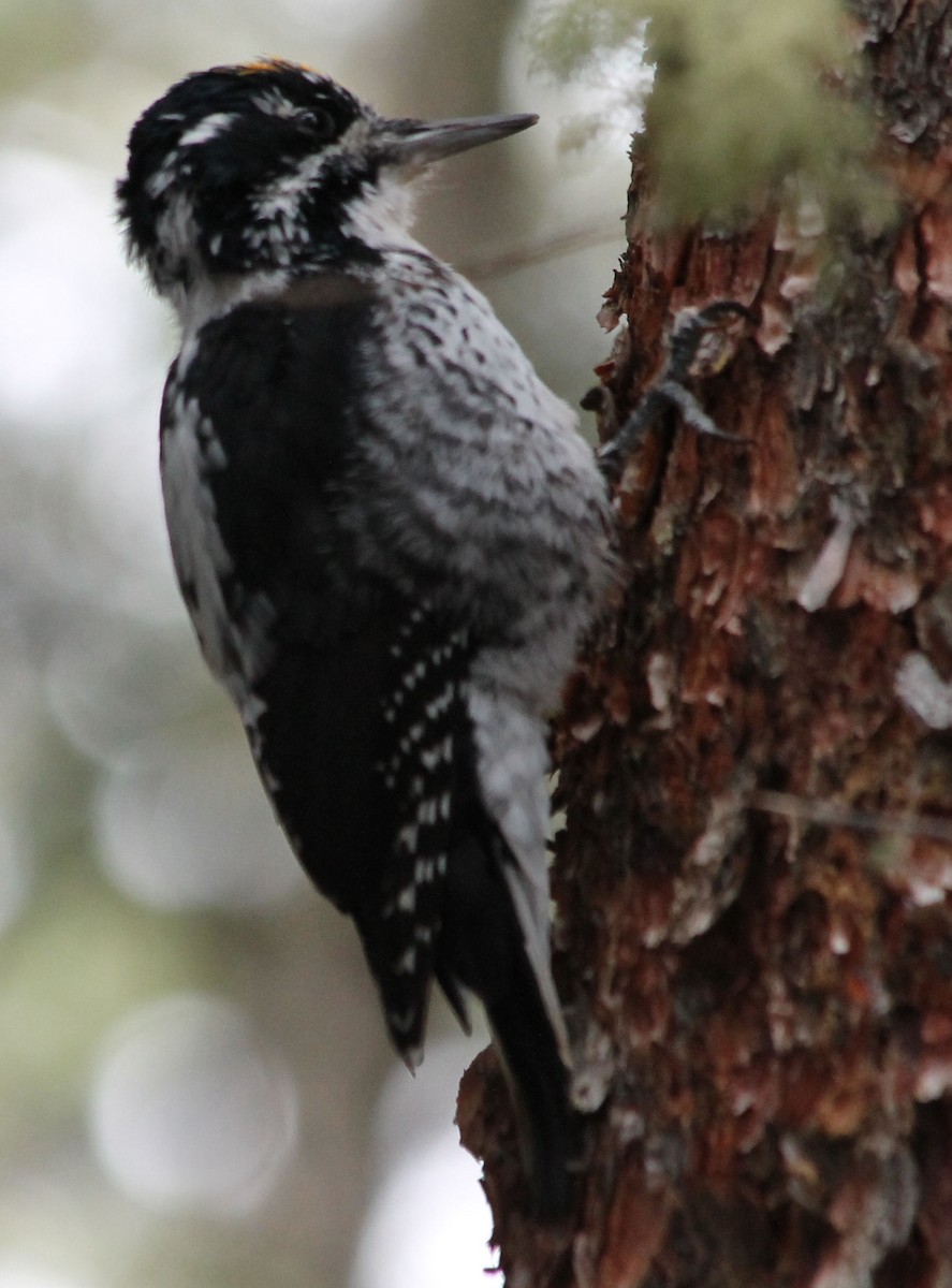 American Three-toed Woodpecker - ML69081701