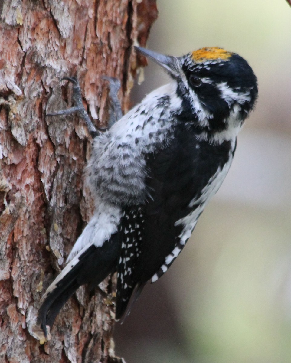 American Three-toed Woodpecker - ML69081711