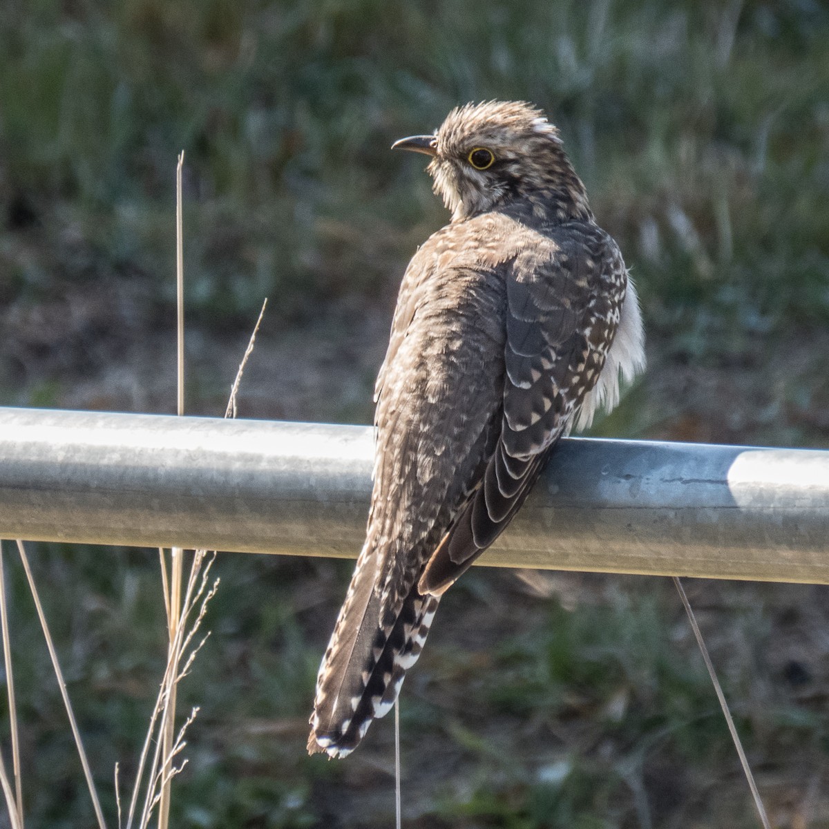 Pallid Cuckoo - Cedric Bear